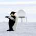 Slika od Tisuće carskih pingvina uginule na Antarktici
