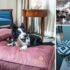 Slika od Tisuće pasa odsjelo u poznatim zagrebačkim hotelima: Dočekao ih je kraljevski tretman