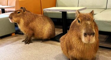 Slika od Tokio ima kafić s kapibarama, ovdje možete piti kavu i hraniti slatke životinje