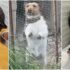 Slika od Tri psa iz horor dvorišta u Splitu zbrinuta su u zadarskom azilu, u očajnom su stanju: ‘Ne jedu, ne piju, ne spavaju…