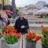 Slika od Tulipani Radmile Kuvač najljepši su na šibenskom pazaru, ispred nje je uvijek gužva. Otkrila nam je kako da vam traju u vazi dugo!