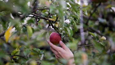 Slika od U 2023. porasla proizvodnja jabuka i mandarina, ali pala proizvodnja šljiva, jagoda