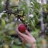 Slika od U 2023. porasla proizvodnja jabuka i mandarina, ali pala proizvodnja šljiva, jagoda