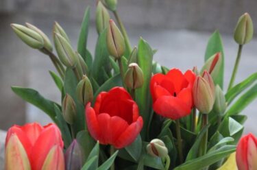 Slika od U četvrtak se na riječkom Korzu dijele crveni tulipani – Znate li što oni simboliziraju?