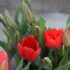 Slika od U četvrtak se na riječkom Korzu dijele crveni tulipani – Znate li što oni simboliziraju?