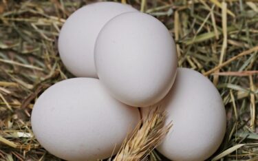 Slika od U Njemačkoj uskoro samo bijela jaja? Evo kako je došlo do velike promjene