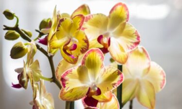 Slika od Uz ove trikove orhideje će vam brže procvasti i biti ljepše nego ikad prije