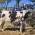 Slika od Veterinar o Butkovićevoj kravi: “To nije krava, ima penis”