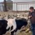 Slika od VIDEO Butković objavio video s kravom: ‘Neće meni tebe nitko uzeti. Ni Zoran ni rođak’