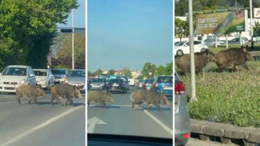 Slika od VIDEO Divlje svinje blokirale promet u Dubravi: ‘Očito im nije prvi put, ne plaše se buke…’