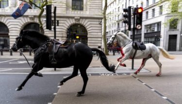 Slika od VIDEO Dva konja lutala centrom Londona. Jedan kao da je prekriven krvlju