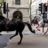 Slika od VIDEO Dva konja lutala centrom Londona. Jedan kao da je prekriven krvlju