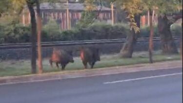 Slika od VIDEO Jutarnje razgibavanje divljih svinja. Trčali uz prugu u Zagrebu: ‘Išli su prema centru’