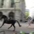 Slika od VIDEO Kaos u Londonu, konji jure središtem grada, u pomoć pozvana vojska