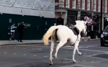 Slika od VIDEO: Konji jure središtom Londona, aktivirana i vojska