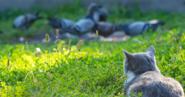 Slika od VIDEO Mačka je godinama “terorizirala” ptice, a onda su one odlučile da je dosta