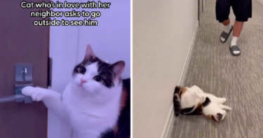 Slika od VIDEO Mačka se zaljubila u svog susjeda, pogledajte kako se ponaša kad ga ugleda