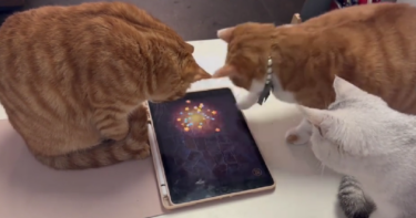 Slika od VIDEO Ove tri mačke obožavaju igrati igre na tabletu. Očito je kojoj najbolje ide
