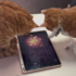 Slika od VIDEO Ove tri mačke obožavaju igrati igre na tabletu. Očito je kojoj najbolje ide
