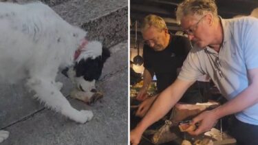 Slika od VIDEO Ričard časti svoje, pažnju ukrao njegov pas: ‘Janjetina se čeka. Bit će tulum za pamćenje!’
