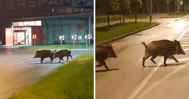 Slika od VIDEO U zagrebačkoj Dubravi snimljene divlje svinje
