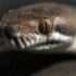 Slika od VIDEO Vjeruje se da je ovaj potez zmija prvi put snimljen u divljini: ‘Zanimljivo ponašanje’
