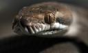 Slika od VIDEO Vjeruje se da je ovaj potez zmija prvi put snimljen u divljini: ‘Zanimljivo ponašanje’