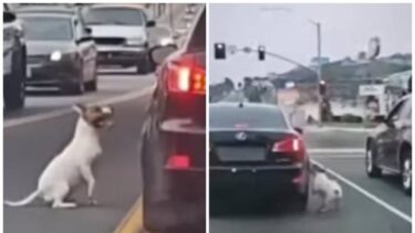 Slika od VIDEO Žena izbacila psa, on ju očajan prati. Snimka slama srce