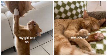 Slika od Vlasnica prikazala razlike između muške i ženske mačke, mnogi su oduševljeni