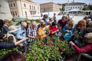 Slika od Zeleni grad u suradnji s gradom Šibenikom sutra će podijeliti 2000 sadnica cvijeća: ‘Cilj je urediti balkone, skale, okućnice…‘