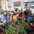 Slika od Zeleni grad u suradnji s gradom Šibenikom sutra će podijeliti 2000 sadnica cvijeća: ‘Cilj je urediti balkone, skale, okućnice…‘