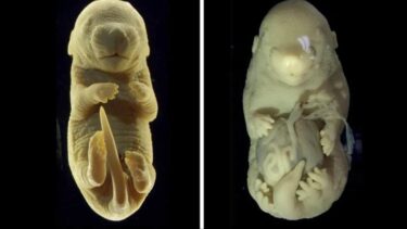 Slika od Znanstvenici stvorili embrij miša sa 6 nogu i bez genitalija