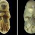 Slika od Znanstvenici stvorili embrij miša sa 6 nogu i bez genitalija