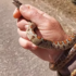 Slika od Zovu je najljepšom dalmatinskom zmijom, a približava se kućama: mnogi ne znaju koliko je uopće opasna kada je susretnu