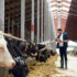 Slika od Analitičari: Srbija treba dodatno investirati u stočarstvo