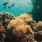 Slika od Beneath the Surface: The Fight for Corals