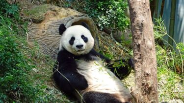 Slika od Dan je ugroženih životinja: Naučite više o pandi, risu i tigru