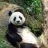 Slika od Dan je ugroženih životinja: Naučite više o pandi, risu i tigru