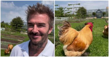 Slika od David Beckham pohvalio se novim hobijem, fanovi: “Čak i tvoje kokoši dobro izgledaju”