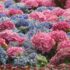 Slika od Evo što napraviti da se hortenzije rascvjetaju u najljepšim nijansama ikad