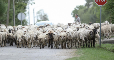 Slika od FOTO Kraj Osijeka snimljeno stado ovaca na cesti, vraćale su se s ispaše