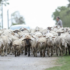 Slika od FOTO Kraj Osijeka snimljeno stado ovaca na cesti, vraćale su se s ispaše