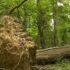 Slika od Godina dana od kaosa i oluje svih oluja, u Maksimiru još nisu maknuli 750 stabala: ‘Bojim se’