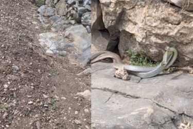 Slika od Hrvat šetao oko kuće pa naletio na neočekivani prizor: ‘Pogledajte što rade ove zmije’