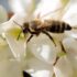 Slika od Hrvatski pčelari: U Moslavini ove godine neće biti meda od bagrema