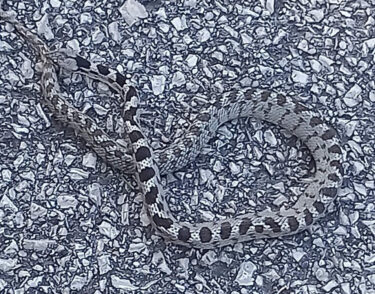 Slika od Ivošević objavio sliku zmije u Dalmaciji i veliko upozorenje