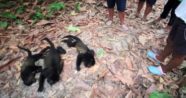 Slika od Jeziv prizor: Meksikanci zbog rekordnih temperatura pronalaze mrtve majmune