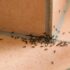 Slika od Kako se riješiti mrava u domu?