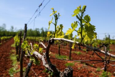 Slika od Kako zaštititi vinograd od PLAMENJAČE I PEPELNICE