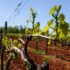 Slika od Kako zaštititi vinograd od PLAMENJAČE I PEPELNICE